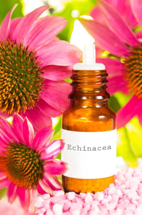 Sonnenhutextrakt, Echinacea