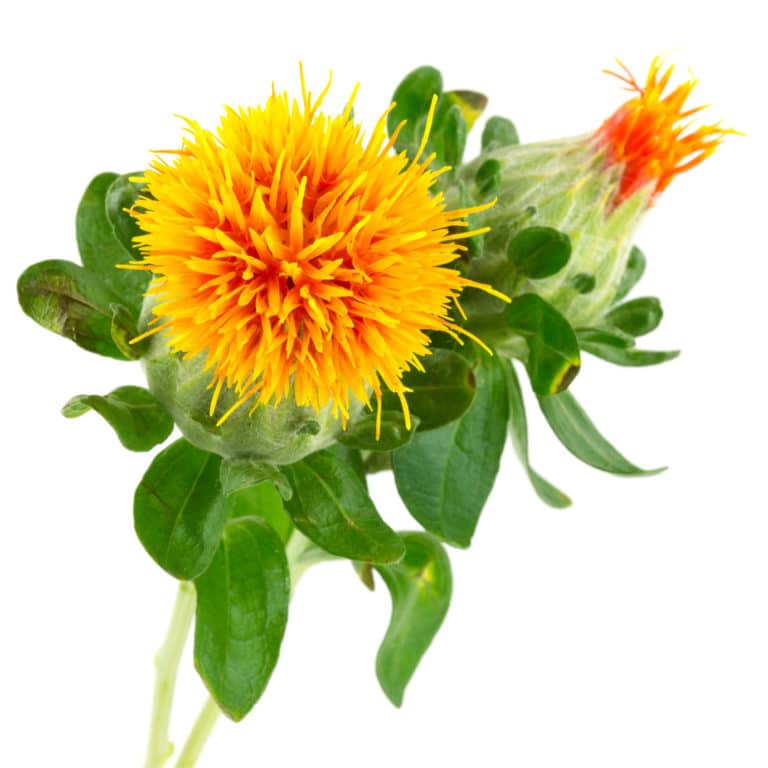 Distelöl,Carthamus Tinctorius (Safflower) Seed Oil