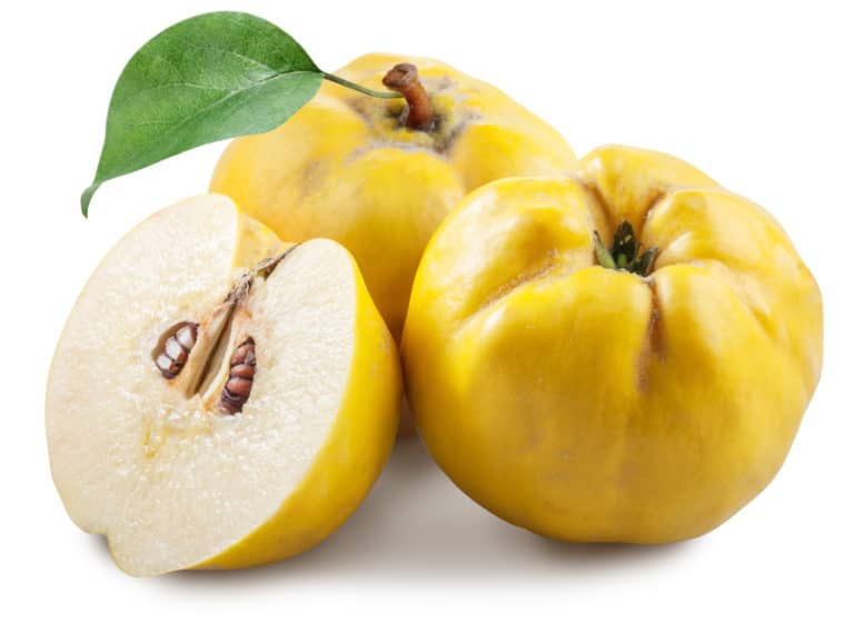quince extract, Cydonia Oblonga Leaf Extract