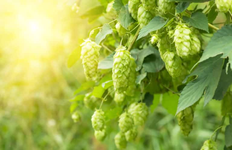 Echter Hopfen, Hopfenextrakt; Hopfen; Humulus Lupulus (Hops) Extract