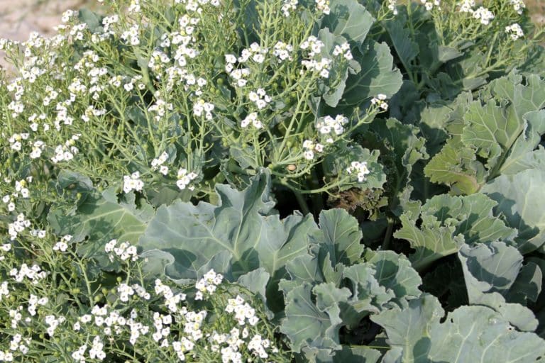 Crambeöl, Crambe Abyssinica Seed Oil