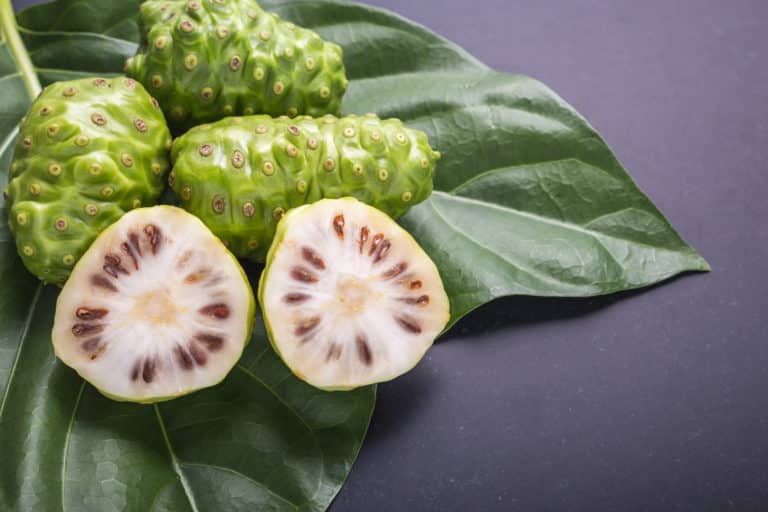 biologisch aktive Pflanzenstoffe; Noni; Schlafbeere; Adaptogene; Heilpflanze