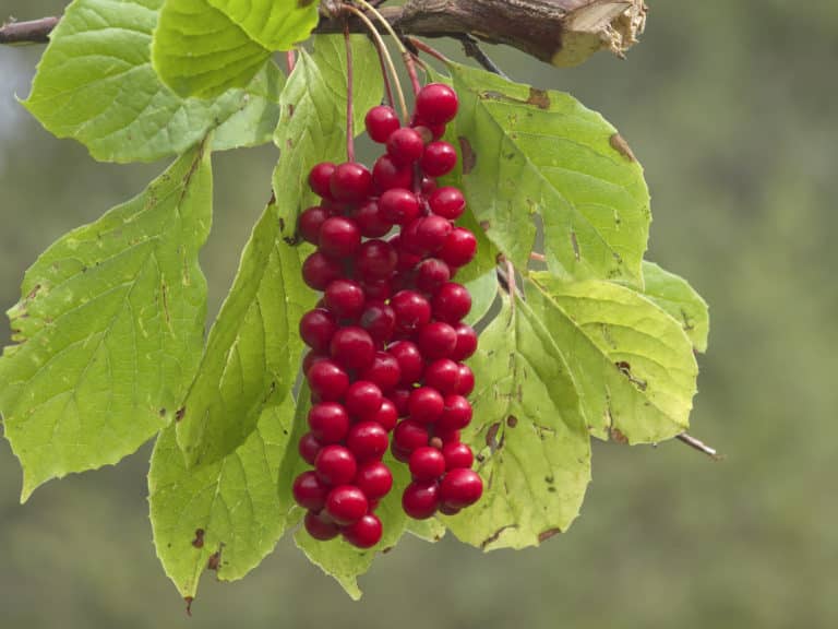 Chinesische Beerentraube, Schisandra chinensis