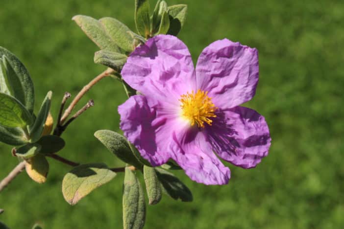 Zistrosenextrakt - Cistus Incanus Flower/Leaf/Stem Extract - Zistrose