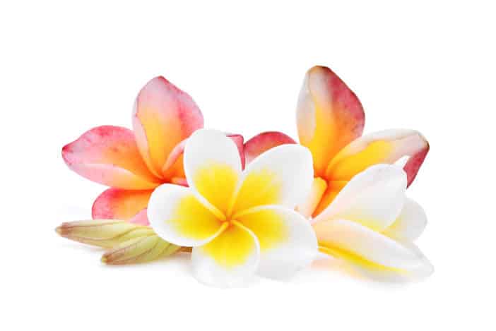 White discount frangipani parfum