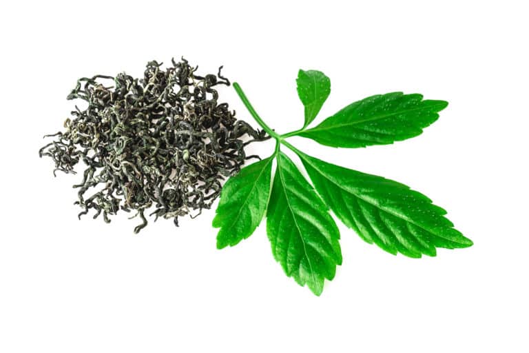 Unsterblichkeitspflanze, Gynostemma Pentaphyllum Leaf Extract