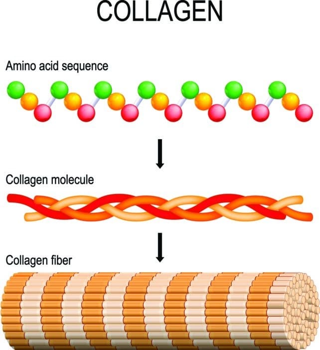 Hydrolyzed Collagen; soluble collagen