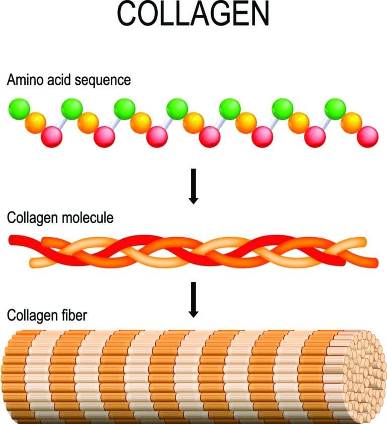 Hydrolyzed Collagen