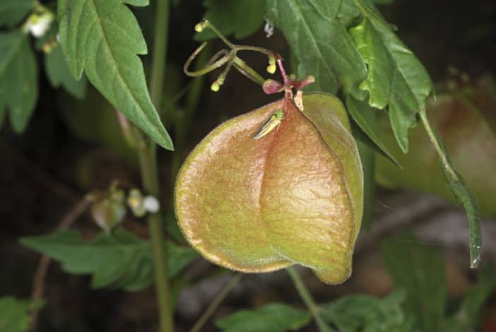 Heart vine, ballon vine, Cardiospermum Halicacabum