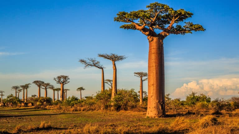 Baobaböl; Adansonia Digitata Seed Oil