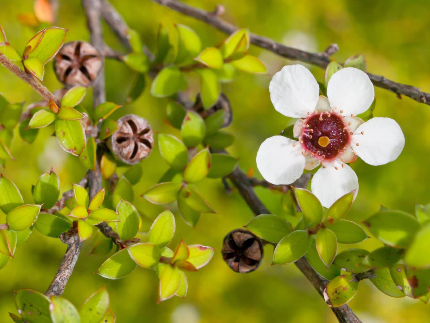 Manuka cosmetics, Manuka oil, Manuka honey