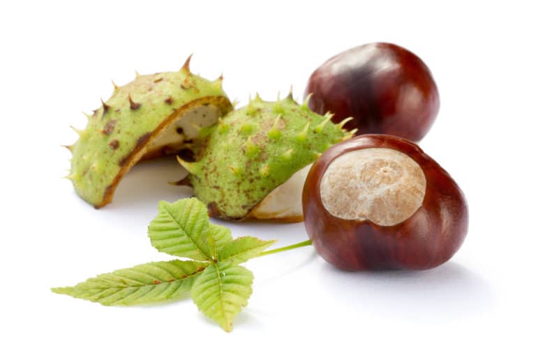 Rosskastanie, Aescin, Aesculus Hippocastanum (Horse Chestnut) Seed Extract