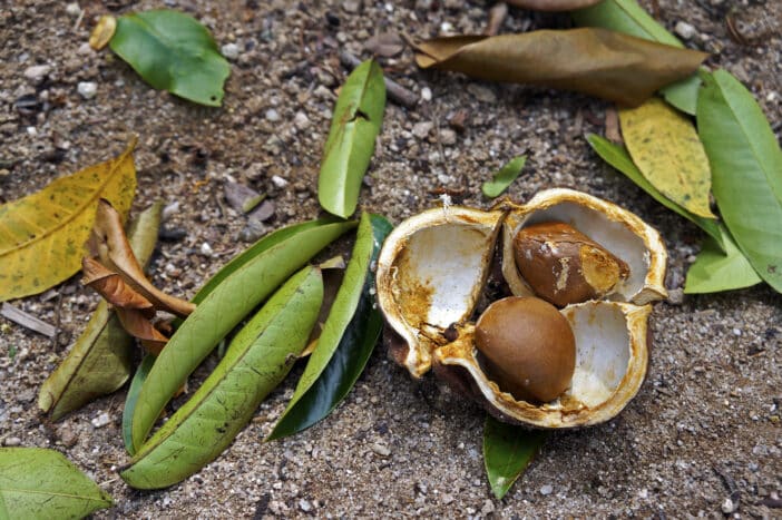 Andiroba oil; Carapa Guianensis Seed Oil