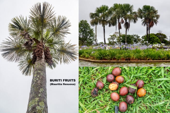 Buriti Palm tree; Mauriti Flexuosa Fruit Oil; buriti oil