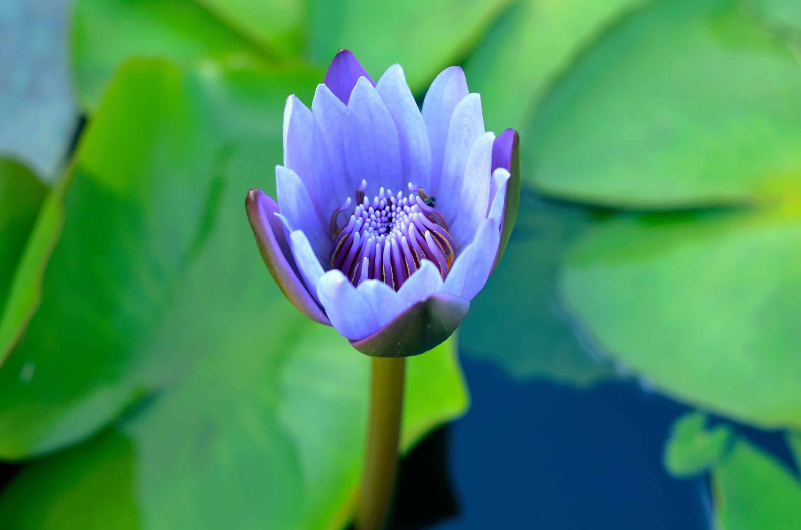 Herkunft & Wirkung von Blauen Lotus – Blue-Lotus Shop