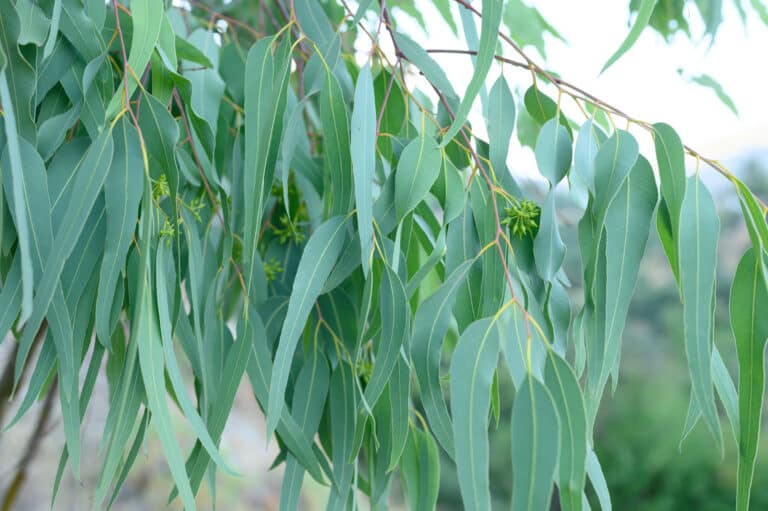 Eucalyptus Globulus Leaf Oil