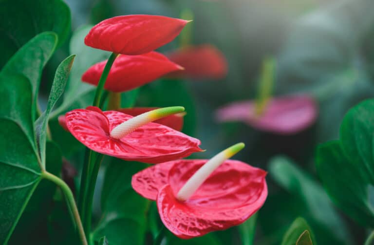 Flamingoblumenextrakt, Anthurium Andraeanum Flower Extract