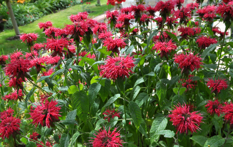 bee balm in cosmetics, Melostem