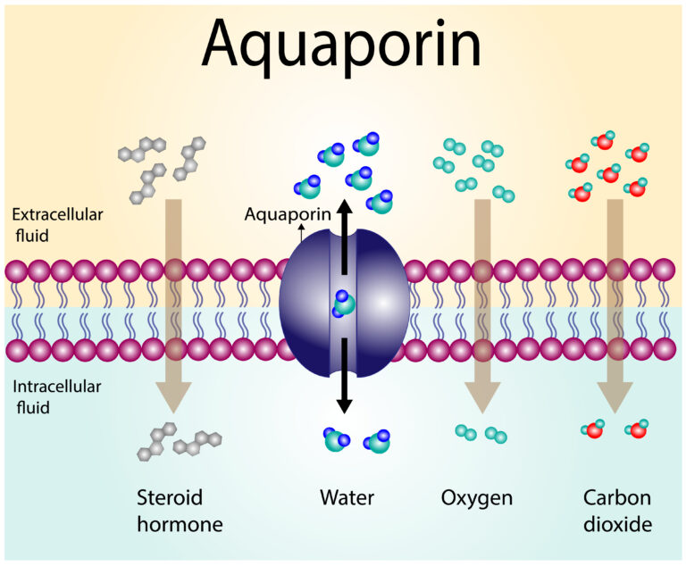 Aquaporins, moisture, moisturizing skin